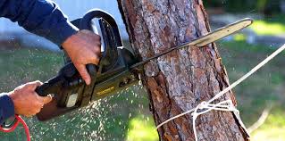 Best Tree Trimming and Pruning  in Lake Carmel, NY