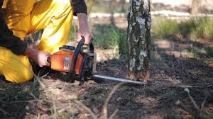 Best Tree Preservation Services  in Lake Carmel, NY