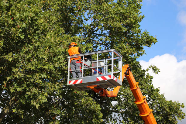 Best Tree Disease Treatment  in Lake Carmel, NY