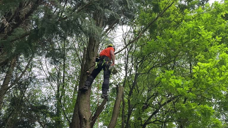 Best Tree and Shrub Care  in Lake Carmel, NY