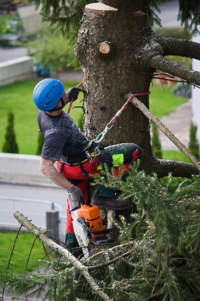 Best Hazardous Tree Removal  in Lake Carmel, NY