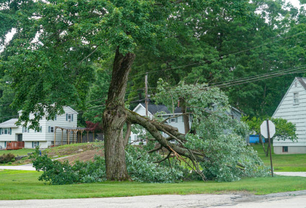  Lake Carmel, NY Tree Services Pros